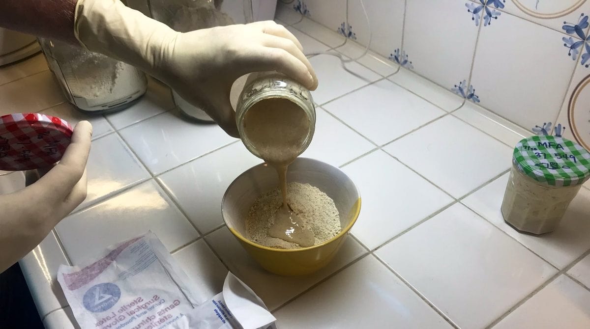 Pouring out a 4500 year old sourdough stater.